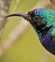  لوحة طير الشمس الفلسطيني