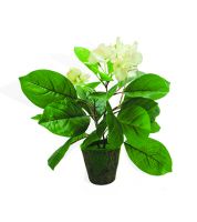 ورد و ورق اخضر 998435