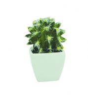 صبار مربع صغير 998363