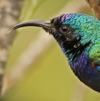  لوحة طير الشمس الفلسطيني