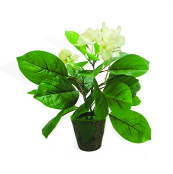 ورد و ورق اخضر 998435