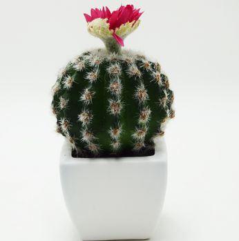 قوار ورد صبار  فوقه وردة 916624