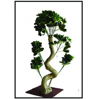 شجرة شذع مطعوج  916646