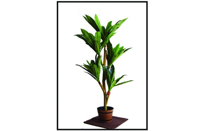 شجرة ورق طويل 1.5 صب قوار
